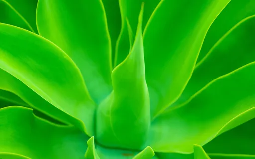 The Luminous Mysteries Of The Rosary Of The Virgin Mary