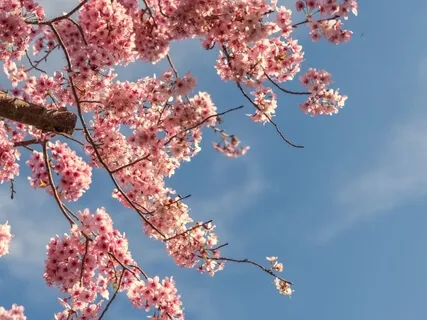 The Magic Of Cherry Blossom