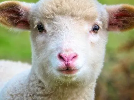 The Magic Of Counting Sheep: Bedtime Tale