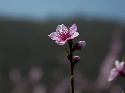 The Magic Of Creation