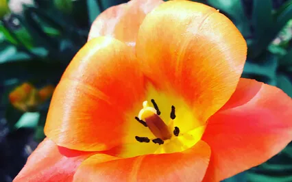 The Magic Of Nature Yoga Nidra