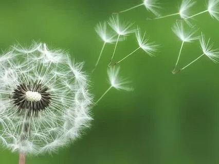 The Magic Of Not-Doing (Tao)