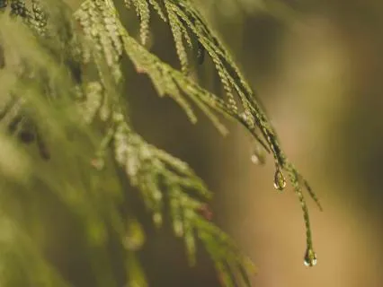 The Magic Of The Cedars