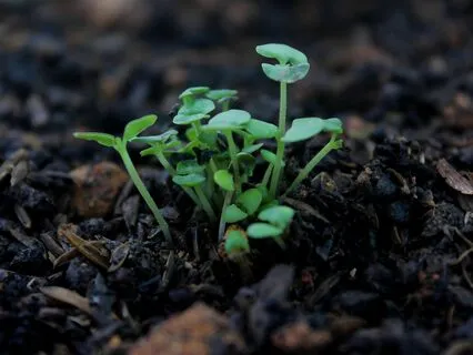 The Magic Way Seeds (And Human Beings) Sprout