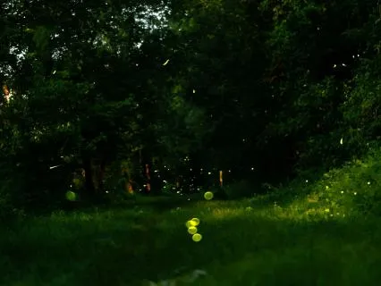 The Magical Fairy Forest: A Short Drift To Sleep