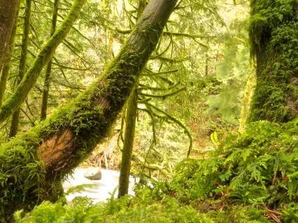 The Magical Forest: A Sleep Journey