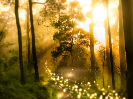 The Magical Forest - Visualization For Deep Relaxation & De-stressing