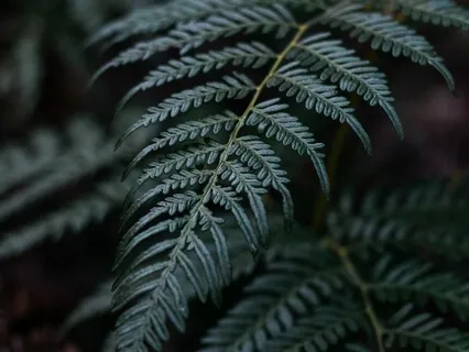 The Magical Gift Of Life - Gratitude Practice Music