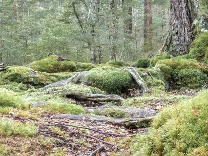 The Magical Library In Ancient Woodland: Long Bedtime Story