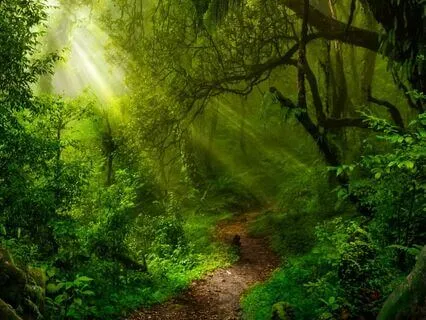 The Magical Rainy Forest Cabin: Long Meditative Sleep Story