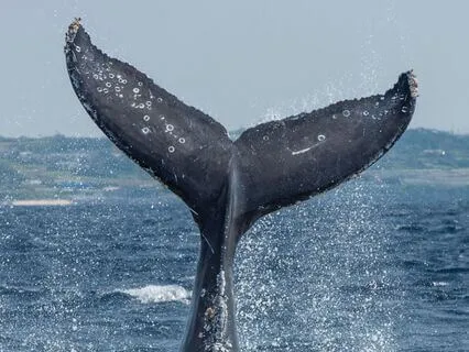 The Magical Weave Of True Evolution