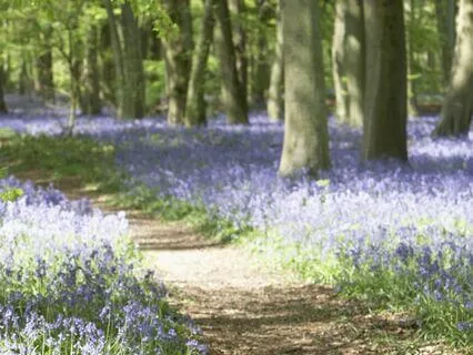 The Magical Woodland: Relaxing Bedtime Story
