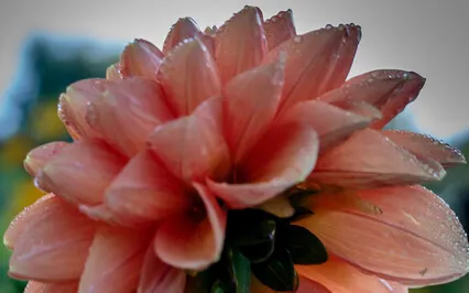 The Magician Meditation