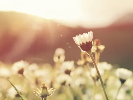 The Maha Mantra Kirtan