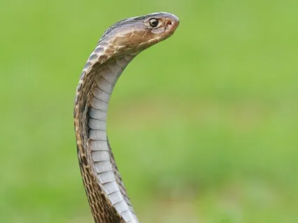 The Man And The Serpent