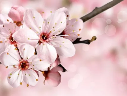 The Manifesting Room