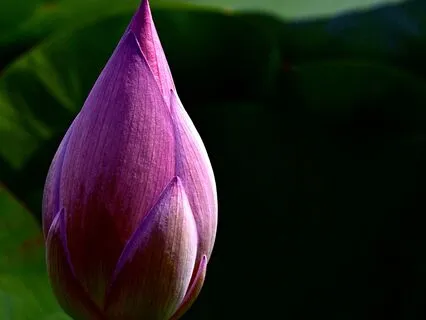 The Mantra Of Avalokitesvara