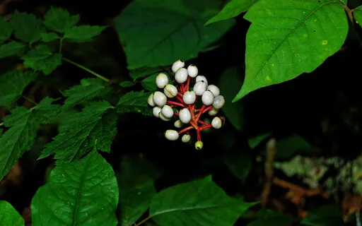 The Marvels Of Growth (No Music)