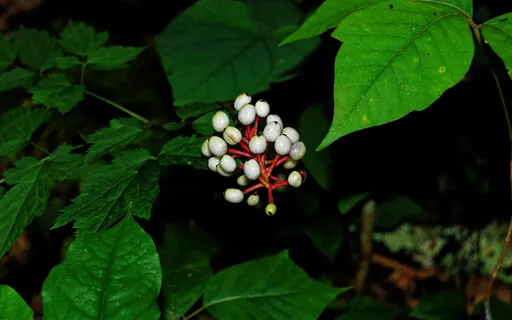 The Marvels Of Growth (With Music)