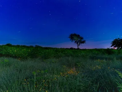 The Meadow-A Guided Sleep Meditation Journey