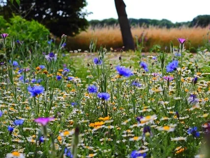 The Meadow Meditation