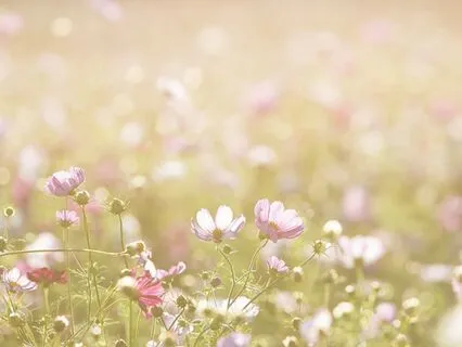 The Meadow Of Your Mind: Calming Anxiety With Visualization