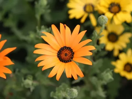 Future Self Meditation