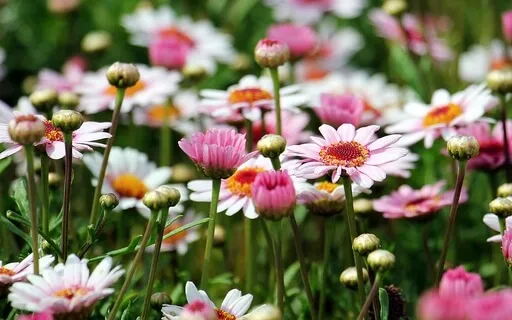 The Meanings Of Mindfulness