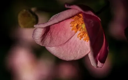 The Medallion Meditation