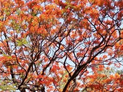 Orange: Sacral Flame For Surrender