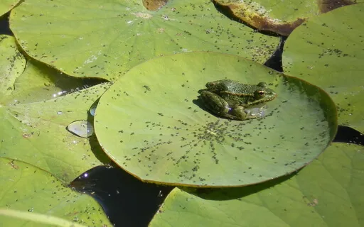 The Meditation Hindrance Of Paralysing Doubt  