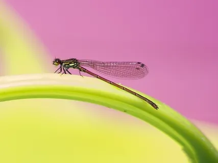 The Melody Of The Creative Dimensions