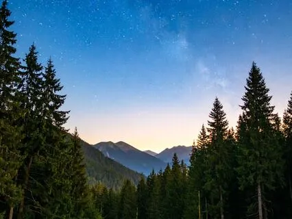 The Memory Forest: A Gentle Path To Rest And Reflection