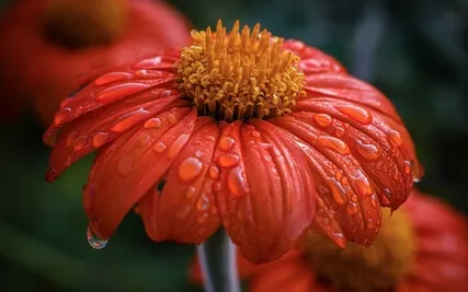 The Mentor Meditation