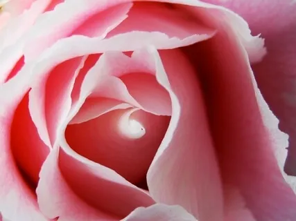 The Message Of The Rose