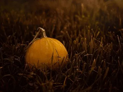 The Midnight Pumpkin Express: Sleepy Train Journey
