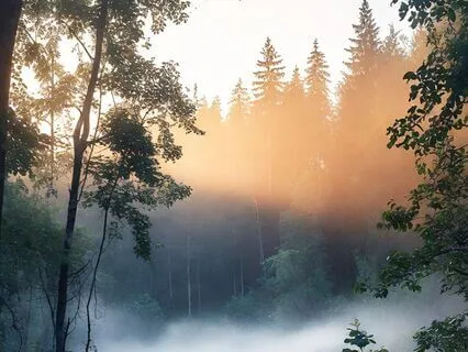 The Mind Illuminated — Stage One: 25‑Minute Practice