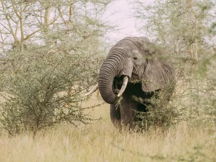 The Mind Is Like A Wild Elephant; We Must Learn How To Tame It