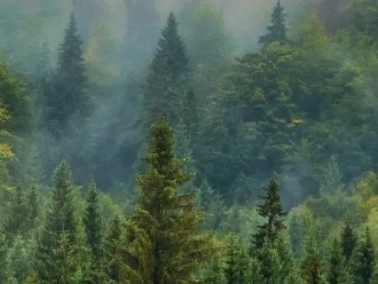 The Mindful Life: Living From Stillness And Presence