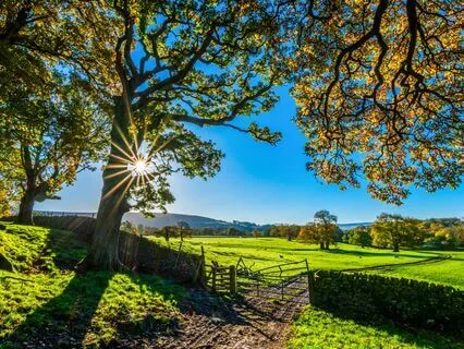 The Miracle Of Life - The Tree (Short Version)