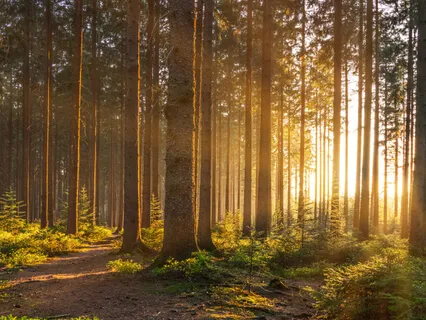 The Miracle Question