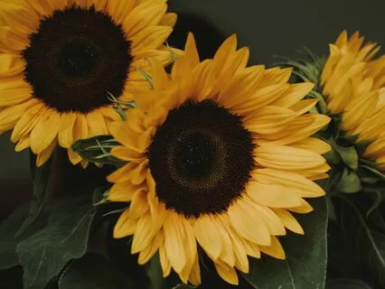 The Mirror of Simple Souls: Marguerite Porete