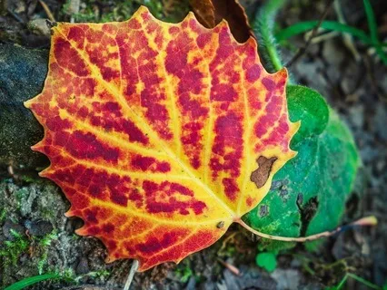 The Mirror That Doesn't Reflect You