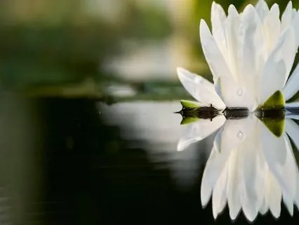 The Mirror & The Stillness - What It Truly Means