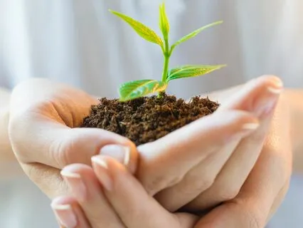 The Mirror (Volume 2)