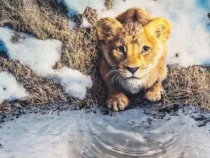 “The Mirror”. Witnessing Your Inner Landscape