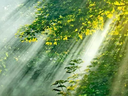 The Misty Wood: Bedtime Tale