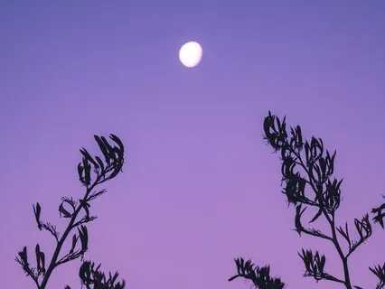 The Moon Flower & You