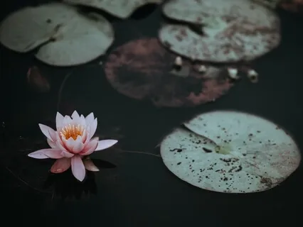 The Moonlit Pond: Meditation For Sweet Dreams