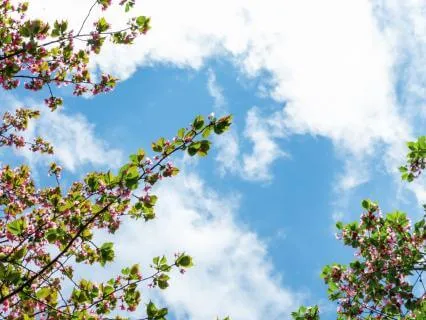 The Most Beautiful Dream